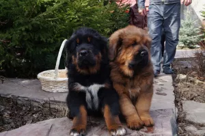 Photos supplémentaires: Mastiff tibétain. Chiots