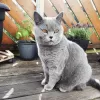 Photo №1. british shorthair - à vendre en ville de Bratsk | 124€ | Annonce № 9076