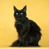 Photo №1. maine coon - à vendre en ville de Москва | Gratuit | Annonce № 104016