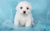 Photo №1. bichon à poil frisé - à vendre en ville de Мёнхенгладбах | 550€ | Annonce №127489