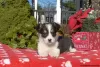 Photo №1. welsh corgi - à vendre en ville de Даллас | 492€ | Annonce №63532