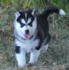 Photo №1. husky de sibérie - à vendre en ville de Bielefeld | Gratuit | Annonce №95918