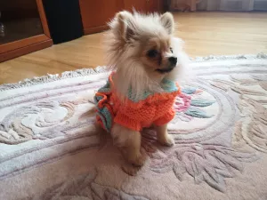 Photos supplémentaires: ROBE EN MAILLE (VÊTEMENTS) POUR CHIEN ET CHAT