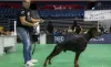 Photos supplémentaires: Chiots DOBERMAN de la plus haute qualité