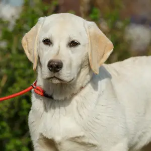 Photos supplémentaires: Chiots Labrador Retriever