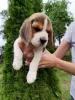 Photos supplémentaires: chiots beagle à vendre