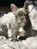 Photo №1. bouledogue - à vendre en ville de Echuca | 266€ | Annonce №129471