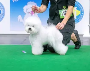 Photos supplémentaires: Magnifiques chiots Bichon Frise à vendre, perspective d'expositions