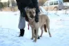 Photo №2 de l'annonce № 9006 de la vente chien bâtard - acheter à Fédération de Russie de l'abri