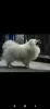 Photos supplémentaires: Chiots Spitz japonais