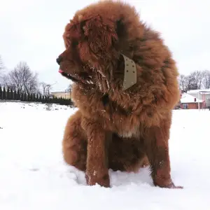 Photo №1. dogue du tibet - à vendre en ville de Drohobych | 1000€ | Annonce №3976