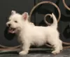 Photos supplémentaires: West Highland White Terrier chiot femelle