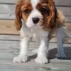 Photo №1. cavalier king charles spaniel - à vendre en ville de Stavanger | négocié | Annonce №99131