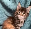 Photo №1. maine coon - à vendre en ville de Hüttwilen | 400€ | Annonce № 116677