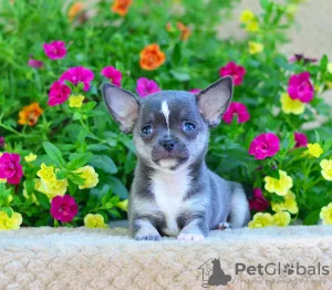 Photo №1. chihuahua - à vendre en ville de Москва | 1254€ | Annonce №7434