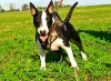 Photo №4. Je vais vendre bull terrier en ville de Kościan. annonce privée, éleveur - prix - négocié