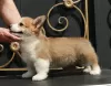 Photo №2 de l'annonce № 110820 de la vente welsh corgi - acheter à Fédération de Russie de la fourrière, éleveur