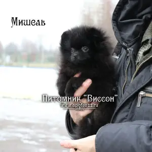 Photo №3. Beau chiot d'un spitz de Poméranie. Fille noire. Fédération de Russie