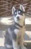 Photo №1. husky de sibérie - à vendre en ville de Voronezh | 571€ | Annonce №11618