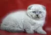 Photo №2 de l'annonce № 15702 de la vente scottish fold - acheter à Ukraine de la fourrière