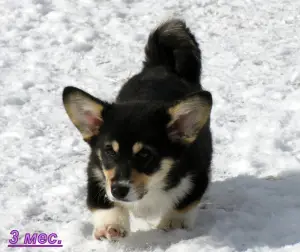 Photo №4. Je vais vendre welsh corgi en ville de Moscou. annonce privée, éleveur - prix - Négocié