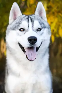 Photo №1. husky de sibérie - à vendre en ville de Kiev | Négocié | Annonce №4215