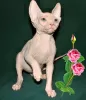 Photo №1. sphynx - à vendre en ville de Houston | négocié | Annonce № 43642