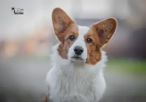 Photos supplémentaires: Cardigan Corgi Gallois