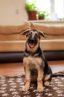 Photos supplémentaires: Chiots Shepherd Elite Europe de l'Est à vendre des meilleurs fabricants!