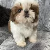 Photo №2 de l'annonce № 125796 de la vente shih tzu - acheter à Suisse 