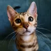 Photos supplémentaires: Chatons Bengal comme animaux de compagnie