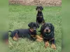 Photo №1. dobermann - à vendre en ville de Гамбург | 800€ | Annonce №129309