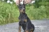 Photo №4. Je vais vendre dobermann en ville de Vitebsk. annonce privée - prix - 1000€