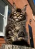 Photo №1. maine coon - à vendre en ville de Yeisk | négocié | Annonce № 42043