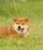 Photo №4. Je vais vendre shiba en ville de Riga.  - prix - négocié