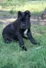 Photo №1. cane corso - à vendre en ville de Brest | 231€ | Annonce №20102