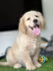 Photo №1. golden retriever - à vendre en ville de Dębica | 4€ | Annonce №122573