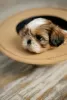 Photos supplémentaires: Vente d'un chiot shih tzu à Kiev.