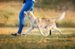 Photos supplémentaires: Husky chiots, spectacles prometteurs