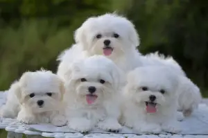 Photo №1. bichon à poil frisé - à vendre en ville de Poti | 2000€ | Annonce №498