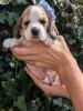 Photo №2 de l'annonce № 115042 de la vente beagle - acheter à USA annonce privée