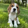 Photo №2 de l'annonce № 127392 de la vente beagle - acheter à Allemagne annonce privée