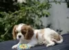 Photo №1. cavalier king charles spaniel - à vendre en ville de Jytomyr | 946€ | Annonce №67883