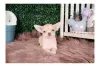 Photo №1. chihuahua - à vendre en ville de Калифорния Сити | négocié | Annonce №110065