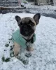 Photo №4. Je vais vendre bouledogue en ville de Ipswich.  - prix - 568€