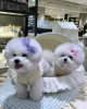 Photo №1. bichon à poil frisé - à vendre en ville de Sydney Olympic Park | 300€ | Annonce №71714