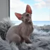 Photo №4. Je vais vendre sphynx en ville de Simferopol. de la fourrière - prix - 571€