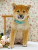 Photo №4. Je vais vendre shiba en ville de Москва. annonce privée - prix - négocié