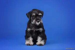 Photo №2 de l'annonce № 455 de la vente schnauzer miniature - acheter à Fédération de Russie éleveur