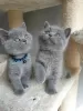 Photo №1. british shorthair - à vendre en ville de Taivalkoski | Gratuit | Annonce № 128447